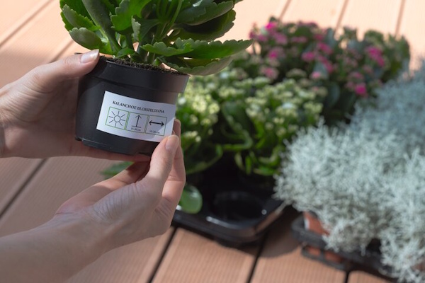 Eine Person hält einen Blumentopf mit einer Pflanze und zeigt das Etikett, während im Hintergrund weitere Pflanzen sichtbar sind.