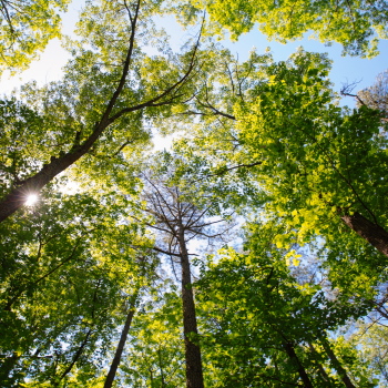 Blick nach oben durch ein Blätterdach aus grünen Bäumen, mit Sonnenstrahlen, die durch die Äste scheinen.