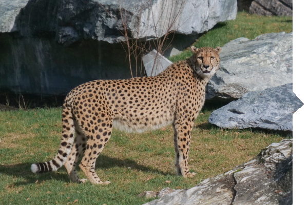 Ein Gepard steht auf einer Wiese, umgeben von Felsen, und blickt in die Kamera. Sein geflecktes Fell ist deutlich sichtbar.