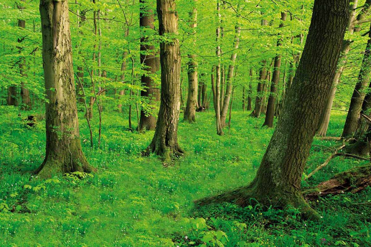 Waldweg