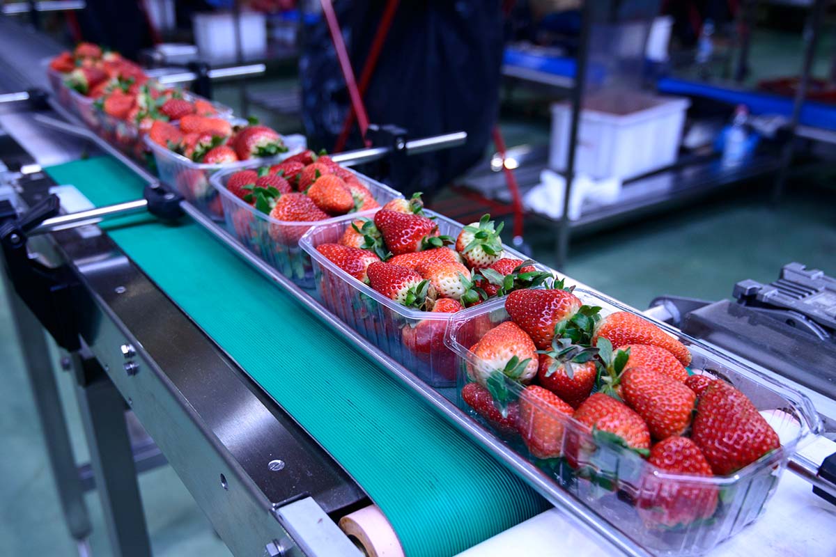 Erdbeeren in einer Verpackungsanlage in der Lebensmittelbranche