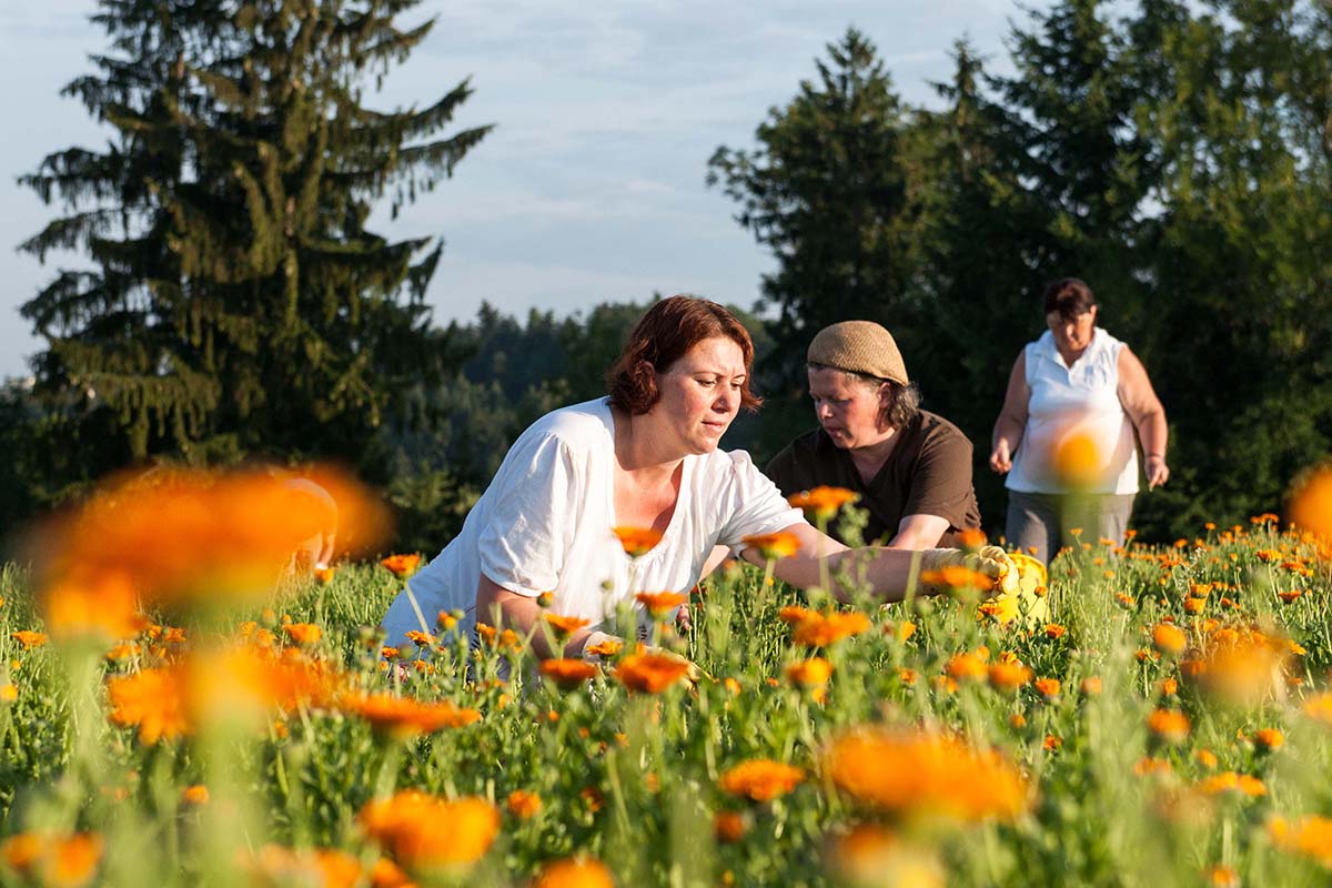 Ringelblumen auf einer Wiese, die von Frauen für Naturkosmetik geerntet werden