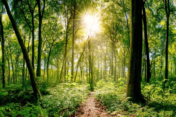 Nachhaltige Etiketten: Mischwald mit Sonnenstrahlen, Bildmotiv für Nachhaltige Etiketten