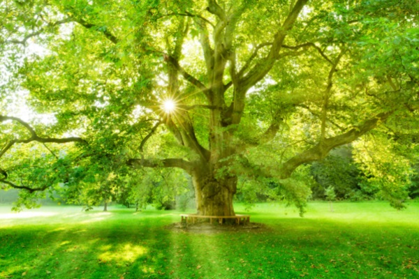 Ein großer Baum mit üppigem, grünem Laub steht im Sonnenlicht, das durch die Blätter strahlt, umgeben von einer grünen Wiese.