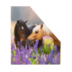 Zwei Pferde, eines schwarz und das andere hellbraun, stehen nebeneinander in einem Feld mit lila Blumen.