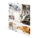 Sechs Katzenbilder in einem Collage-Layout, darunter Kätzchen, eine graue Katze mit blauen Augen und eine orangefarbene Katze, die entspannt liegt.