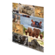 Eine Collage mit verschiedenen Tieren, darunter Löwen, Giraffen, Elefanten, Flusspferde, Zebras und Gorillas in unterschiedlichen Szenen.