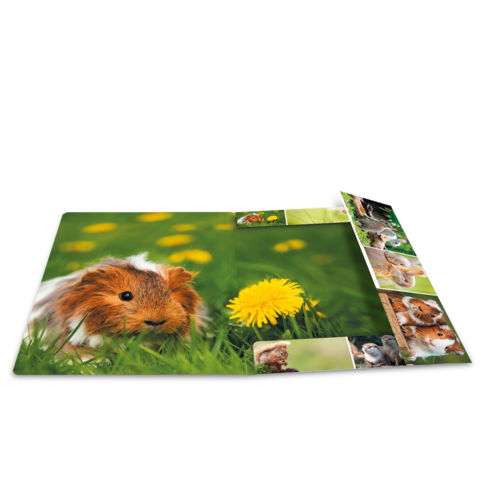 Ein Meerschweinchen sitzt im Gras, umgeben von gelben Löwenzahnblüten. Auf der Seite sind weitere Fotos von verschiedenen Tieren zu sehen.