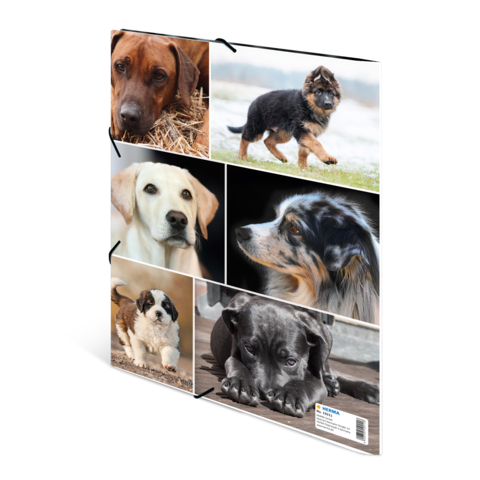 Sechs verschiedene Hunde in einer Collage, darunter Welpen und ausgewachsene Tiere, die in verschiedenen Posen und Umgebungen abgebildet sind.