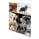Sechs verschiedene Hunde in einer Collage, darunter Welpen und ausgewachsene Tiere, die in verschiedenen Posen und Umgebungen abgebildet sind.
