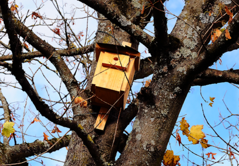 Ein Nistkasten aus Holz hängt an einem Baum, umgeben von Ästen und herbstlichen Blättern. Der Himmel ist teilweise bewölkt.