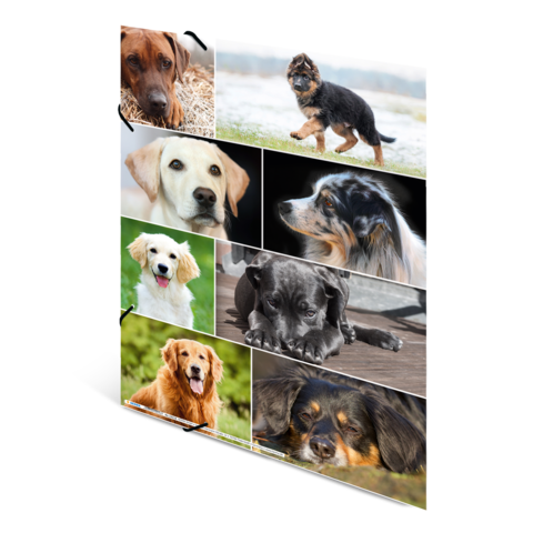 Eine Collage von Hunden in verschiedenen Posen und Rassen, darunter Labrador, Schäferhund und Mischlinge, auf unterschiedlichen Hintergründen.