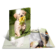 Ein Welpe trägt eine Blume im Mund und läuft über eine Wiese. Um ihn herum sind mehrere Fotos von verschiedenen Hunden angeordnet.