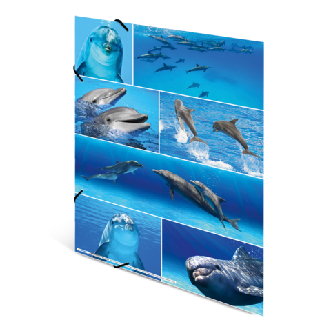 Mehrere Delfine in verschiedenen Posen im Wasser, darunter Sprünge und Nahaufnahmen von Gesichtern.