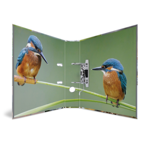 Zwei Eisvögel sitzen auf einem Ast, der vor einem einfarbigen Hintergrund angeordnet ist. Der Fokus liegt auf den Vögeln und ihren lebhaften Farben.