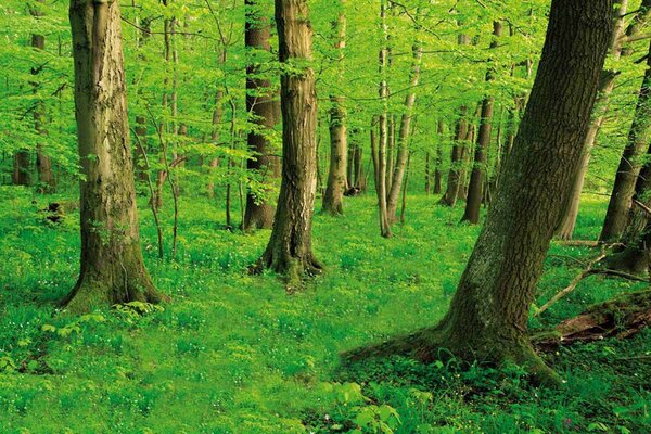 Dichter, grüner Wald mit hohen Bäumen und üppigem Unterholz, das den Boden bedeckt. Licht fällt durch das Blätterdach.