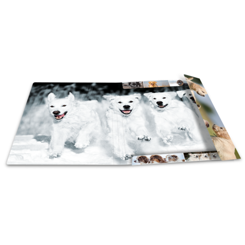 Drei weiße Hunde rennen fröhlich durch den Schnee, umgeben von kleineren Bildern anderer Hunde auf einer geöffneten Fotoseite.