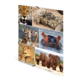 Collage mit verschiedenen Tieren: Jaguar, Erdmännchen, Giraffe, Nilpferd, Löwen und Elefanten in unterschiedlichen Posen.