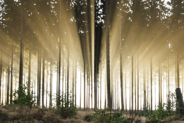 Nadelwald mit Sonnenstrahlen. Aus solchen Wäldern kommt der Rohstoff für FSC-zertifizierte HERMA Etiketten, Querformat