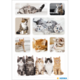 Eine Collage von verschiedenen Katzen, darunter Kätzchen und ausgewachsene Katzen in unterschiedlichen Posen und Farben.