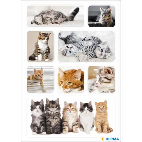 Eine Collage von verschiedenen Katzen, darunter Kätzchen und ausgewachsene Katzen in unterschiedlichen Posen und Farben.