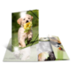 Ein Welpe trägt eine Blume im Mund und läuft fröhlich über eine Wiese. Im Hintergrund sind weitere Bilder von Hunden zu sehen.