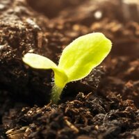 Nachhaltige Etiketten: Keimling in Erde, Bildmotiv für Kompostierbare Etiketten