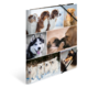 Eine Collage mit verschiedenen Hunderassen, darunter ein Siberian Husky, Golden Retriever und mehrere Welpen, die in verschiedenen Posen abgebildet sind.