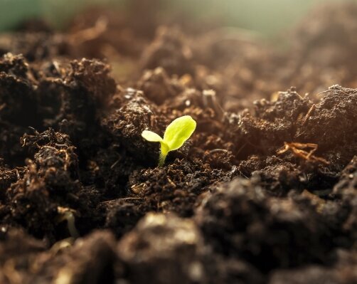 Nachhaltige Etiketten: Keimling in Erde, Bildmotiv für Kompostierbare Etiketten