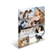 Eine Collage mit verschiedenen Hunderassen, darunter Huskys, Schäferhunde und Welpen, die in unterschiedlichen Posen und Umgebungen abgebildet sind.