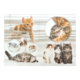 Katzen in verschiedenen Posen, darunter ein orangefarbener Kätzchen, eine Umarmung und Gruppenbilder von mehreren Katzen.