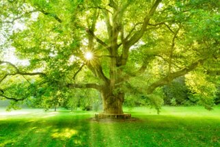Ein großer Baum mit üppigem, grünem Laub steht im Sonnenlicht, das durch die Blätter strahlt, umgeben von einer grünen Wiese.