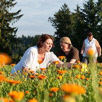 Ringelblumen auf einer Wiese, die von Frauen für Naturkosmetik geerntet werden