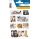 Aufkleber mit verschiedenen Katzenmotiven, darunter liegende und spielende Katzen in unterschiedlichen Farben und Rassen.