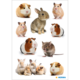 Mehrere kleine Haustiere, darunter Meerschweinchen, Kaninchen und Hamster, in verschiedenen Posen und Farben auf einem weißen Hintergrund.