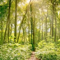 Nachhaltige Etiketten: Mischwald mit Sonnenstrahlen, Bildmotiv für Nachhaltige Etiketten