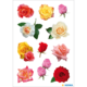Eine Sammlung von verschiedenen Rosen in verschiedenen Farben und Formen, angeordnet auf einem weißen Hintergrund.