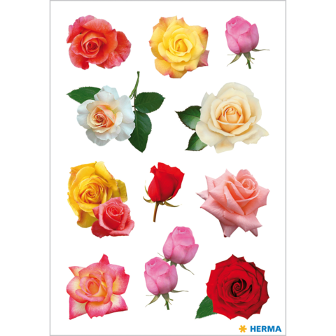 Eine Sammlung von verschiedenen Rosen in verschiedenen Farben und Formen, angeordnet auf einem weißen Hintergrund.