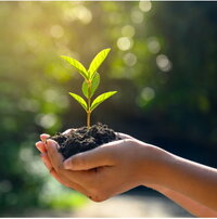 Pflanze in Hand Kachel