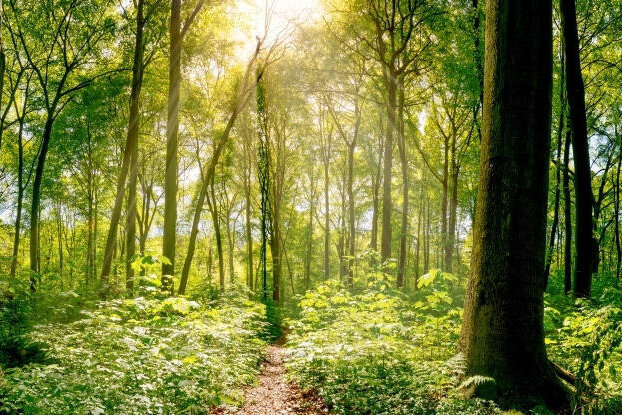 Mischwald mit Sonnenstrahlen, Bildmotiv für Nachhaltige Etiketten, Querformat