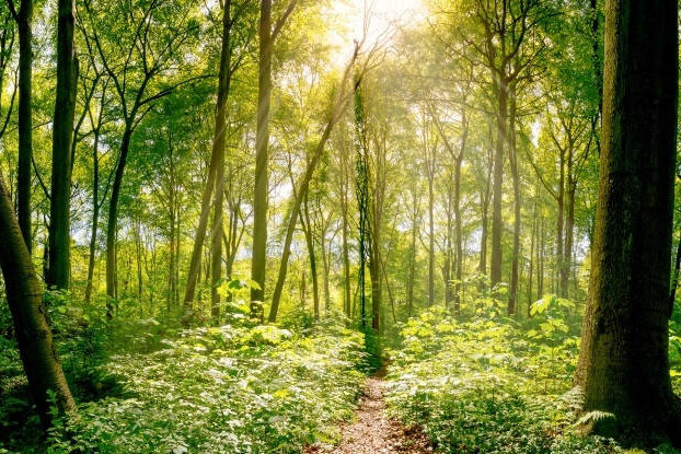 Mischwald mit Sonnenstrahlen, Bildmotiv für Nachhaltige Etiketten, Querformat