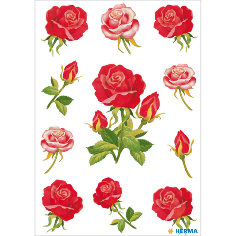 Rosen in verschiedenen Formen und Größen, darunter große rote und rosa Blüten sowie Knospen, auf weißem Hintergrund angeordnet.