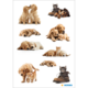 Eine Collage mit verschiedenen Hunden und Katzen: spielende Welpen, schlafende Tiere und ein Kätzchen neben einem Stiefel.