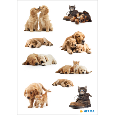 Eine Collage mit verschiedenen Hunden und Katzen: spielende Welpen, schlafende Tiere und ein Kätzchen neben einem Stiefel.