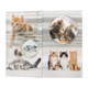 Katzen in verschiedenen Posen: ein orangefarbener Kater spielt, während andere Katzen sich kuscheln und entspannen.