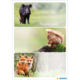 Ein Wildschwein, ein Eichhörnchen und zwei Füchse sind in drei separaten Abschnitten abgebildet, die jeweils in einer natürlichen Umgebung stehen.